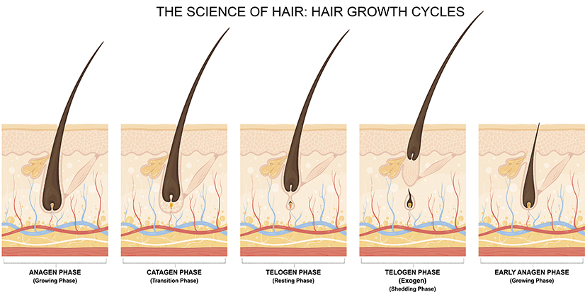 Understanding the hair growth cycle of the hair